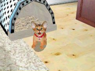 Cats Academy: Screenshot